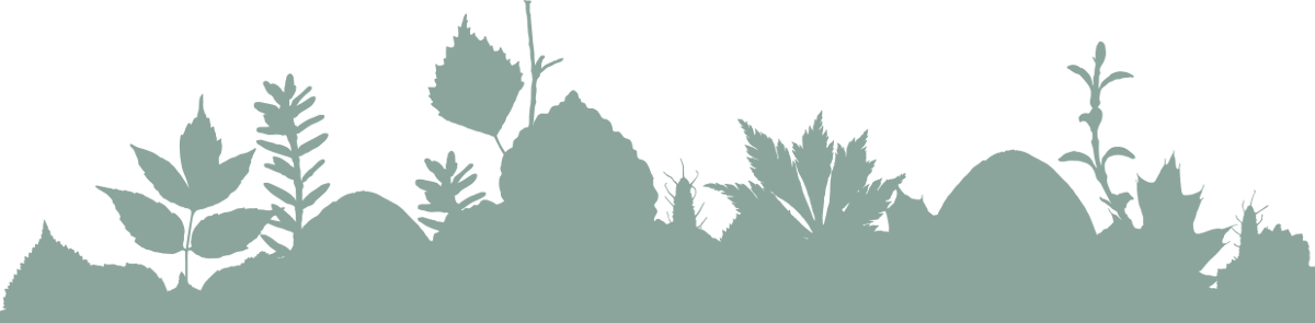 Undergrowth 5565